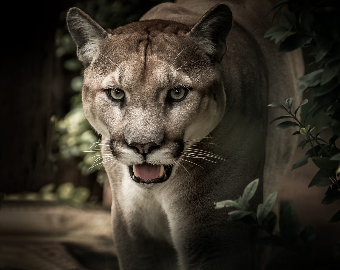 Puma fødte sjelden i Nicaragua – Document