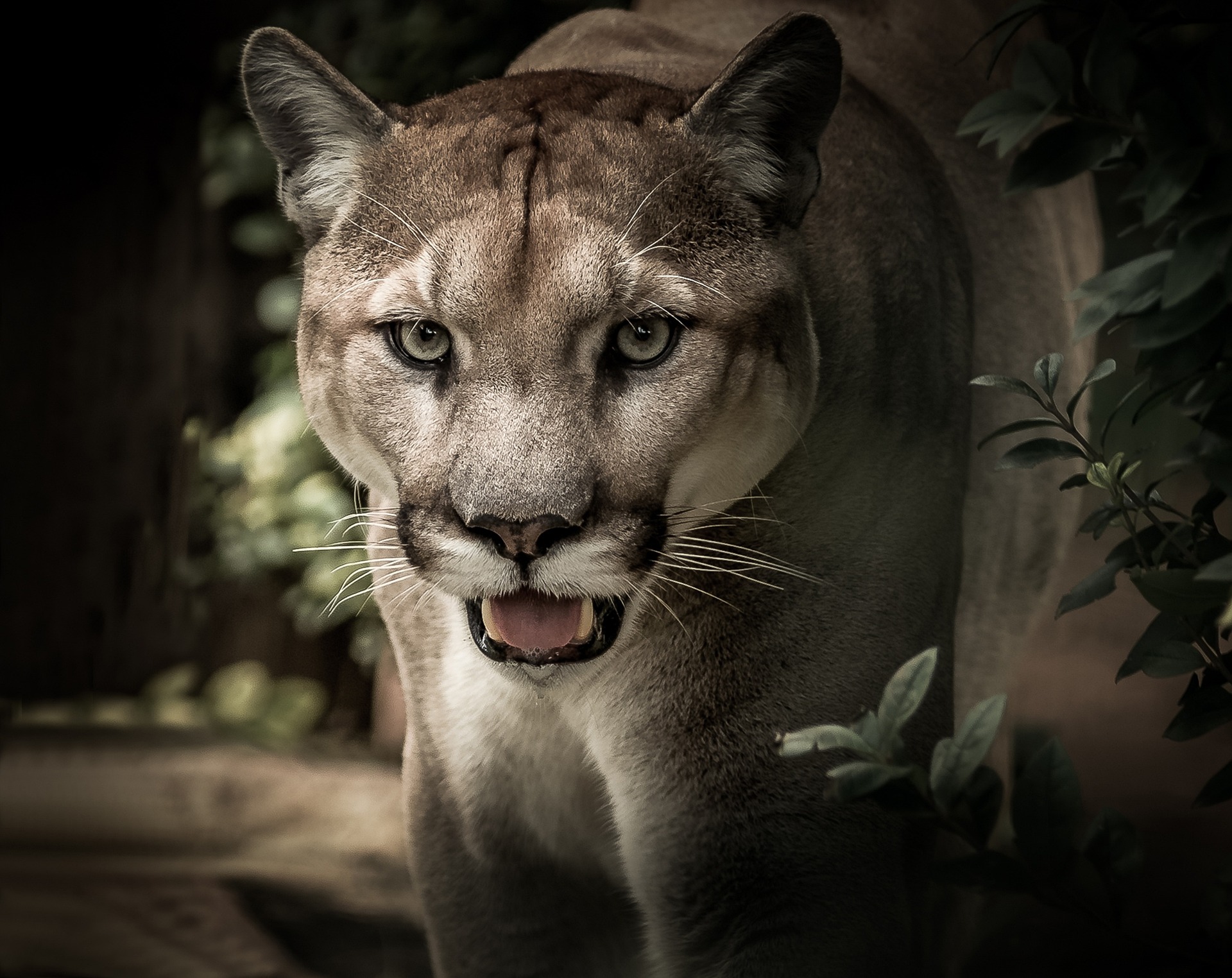 Puma fødte sjelden albino-unge i Nicaragua&nbsp;<span>(+)</span>