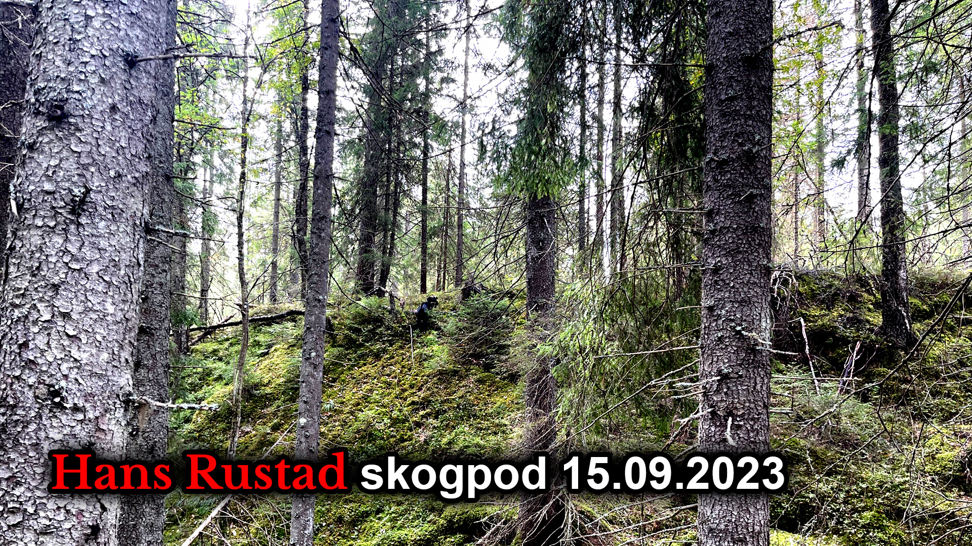 Skogpod 15. september 2023&nbsp;<span>(+)</span>