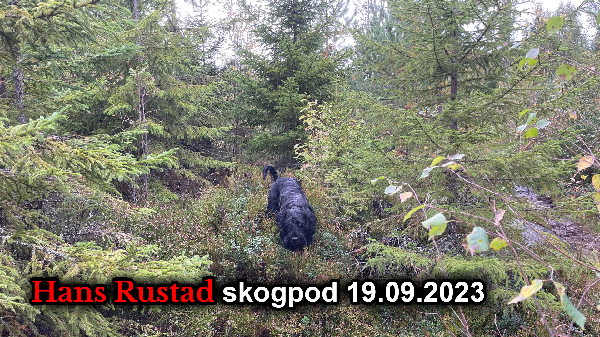 Skogpod 19. september 2023&nbsp;<span>(+)</span>