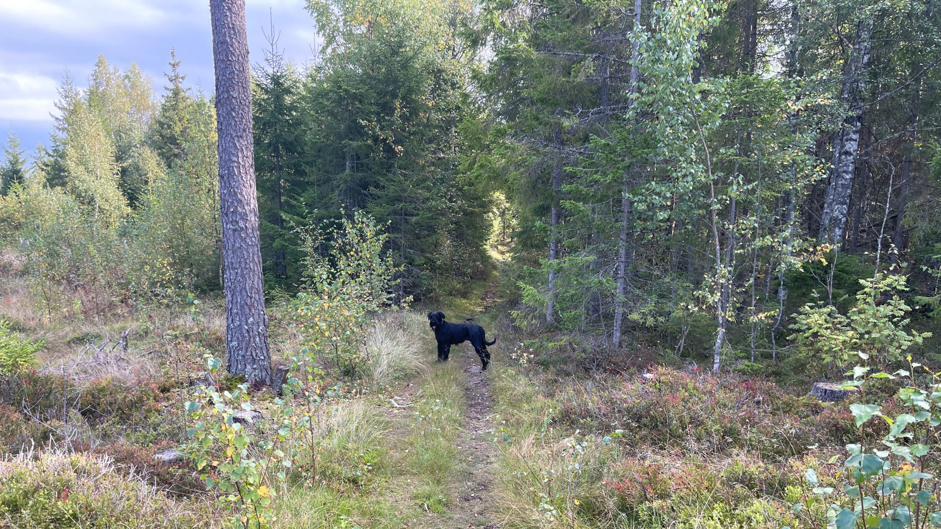 Skogpod 7. september 2023&nbsp;<span>(+)</span>