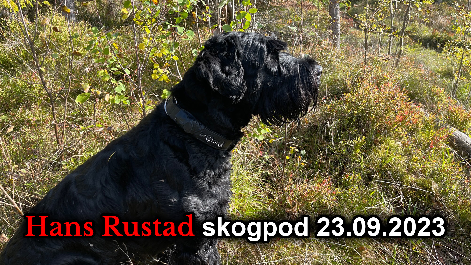 Skogpod 23. september 2023&nbsp;<span>(+)</span>