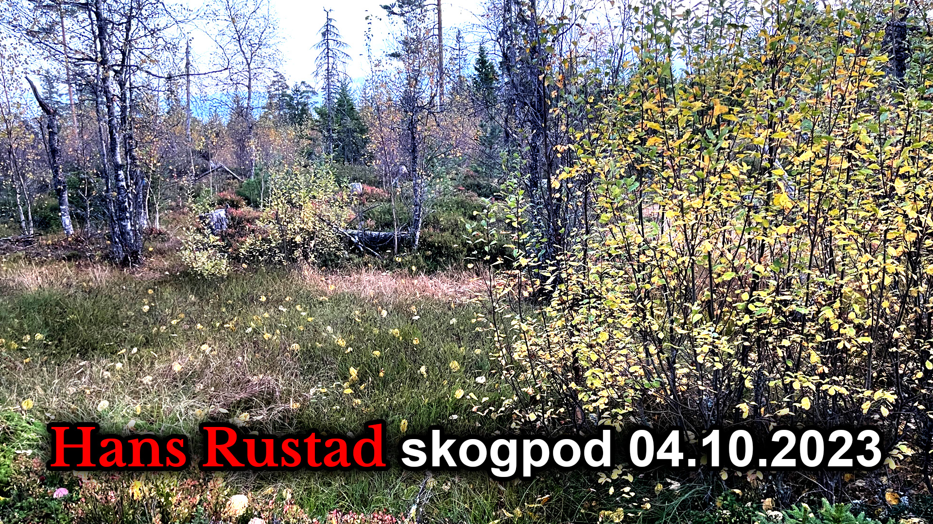 Skogpod 4. oktober 2023&nbsp;<span>(+)</span>