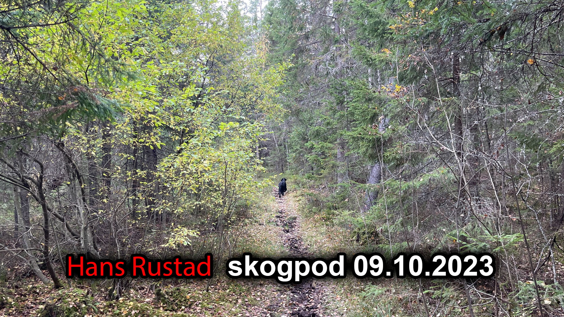 Skogpod 9. oktober 2023&nbsp;<span>(+)</span>