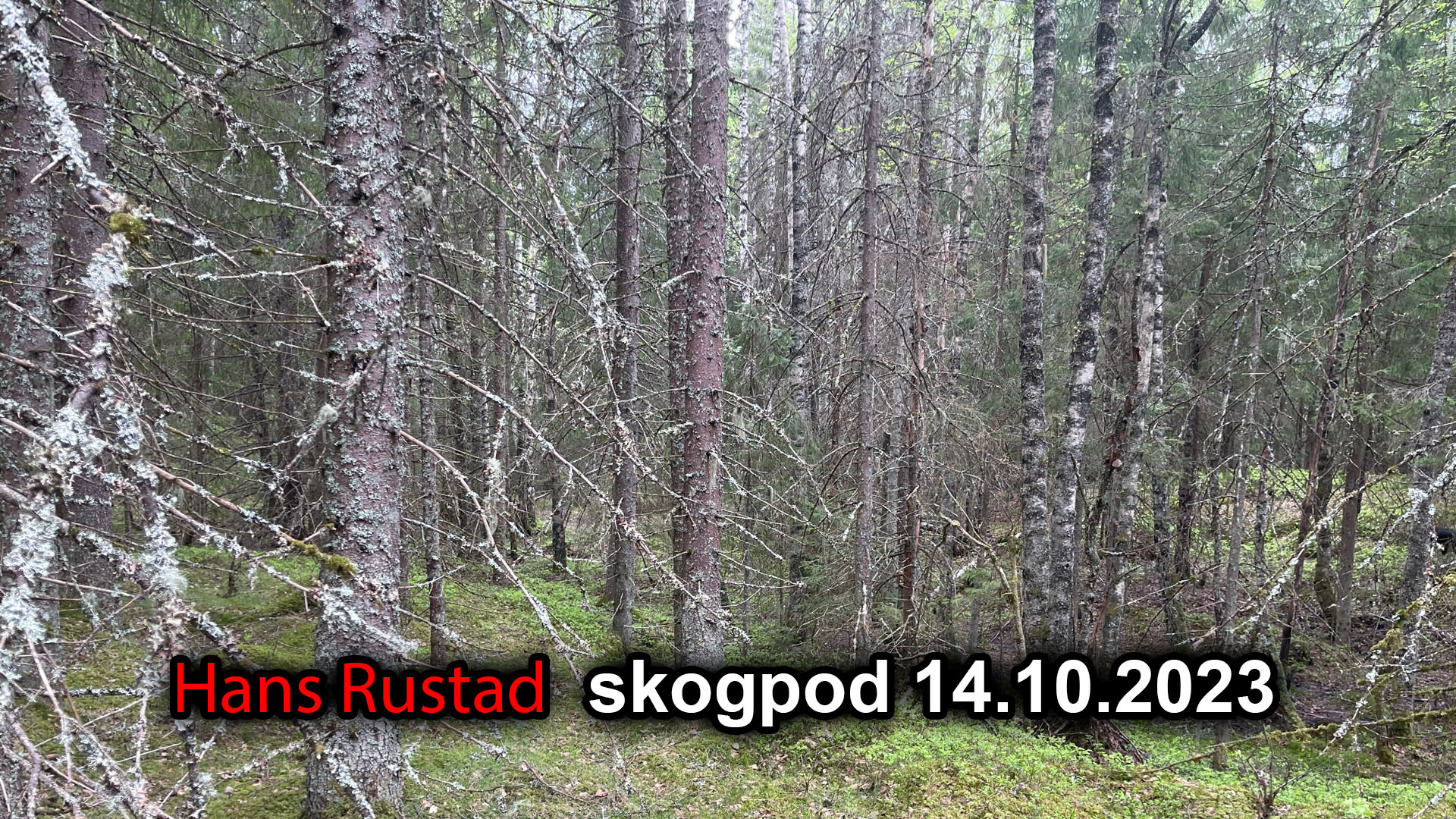 Skogpod 14. oktober 2023&nbsp;<span>(+)</span>