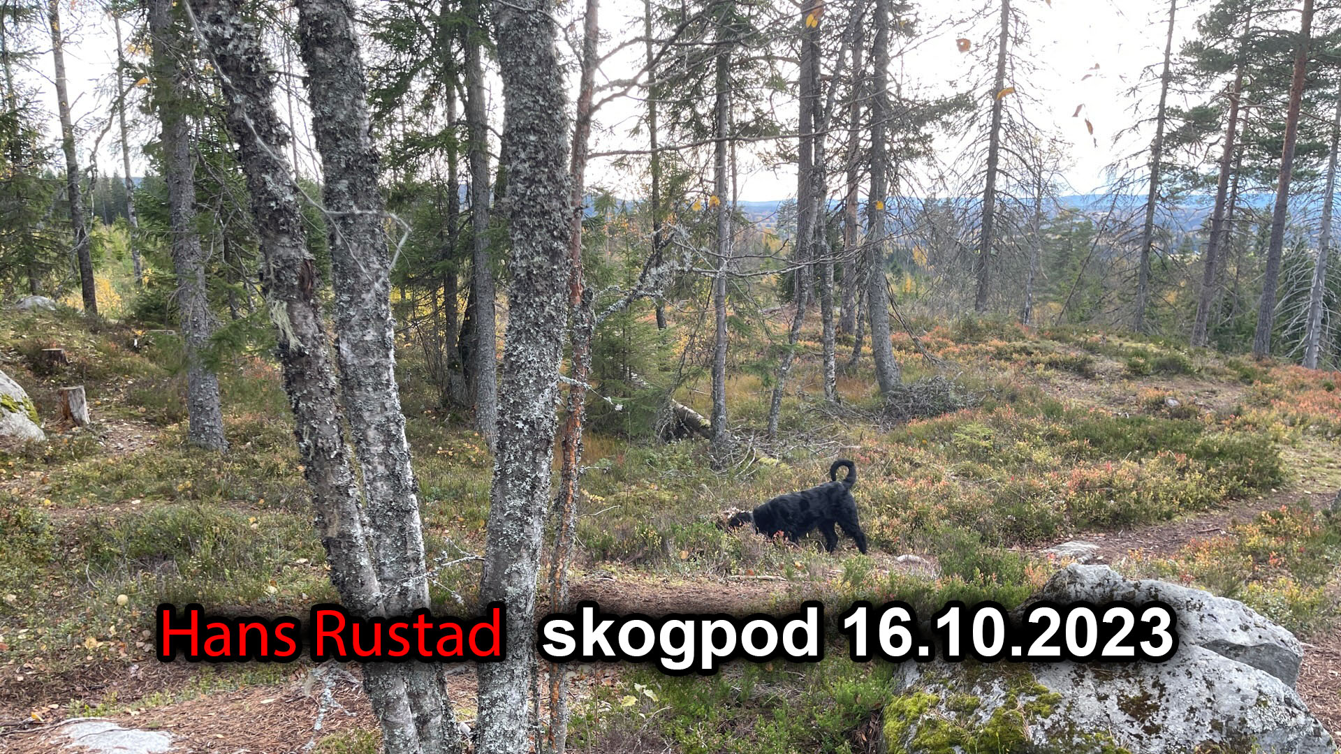 Skogpod 16. oktober 2023&nbsp;<span>(+)</span>