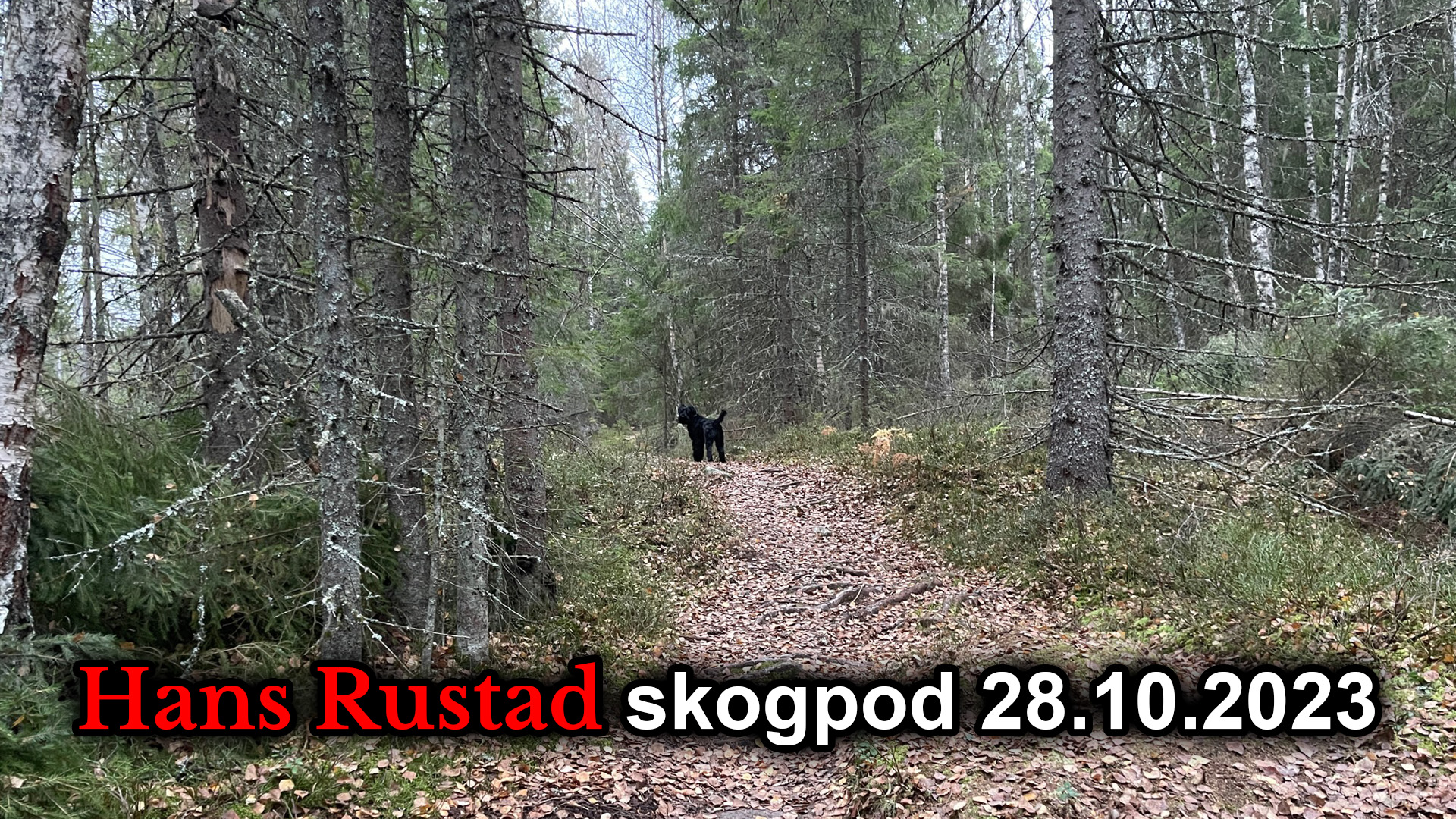 Skogpod 28. oktober 2023&nbsp;<span>(+)</span>