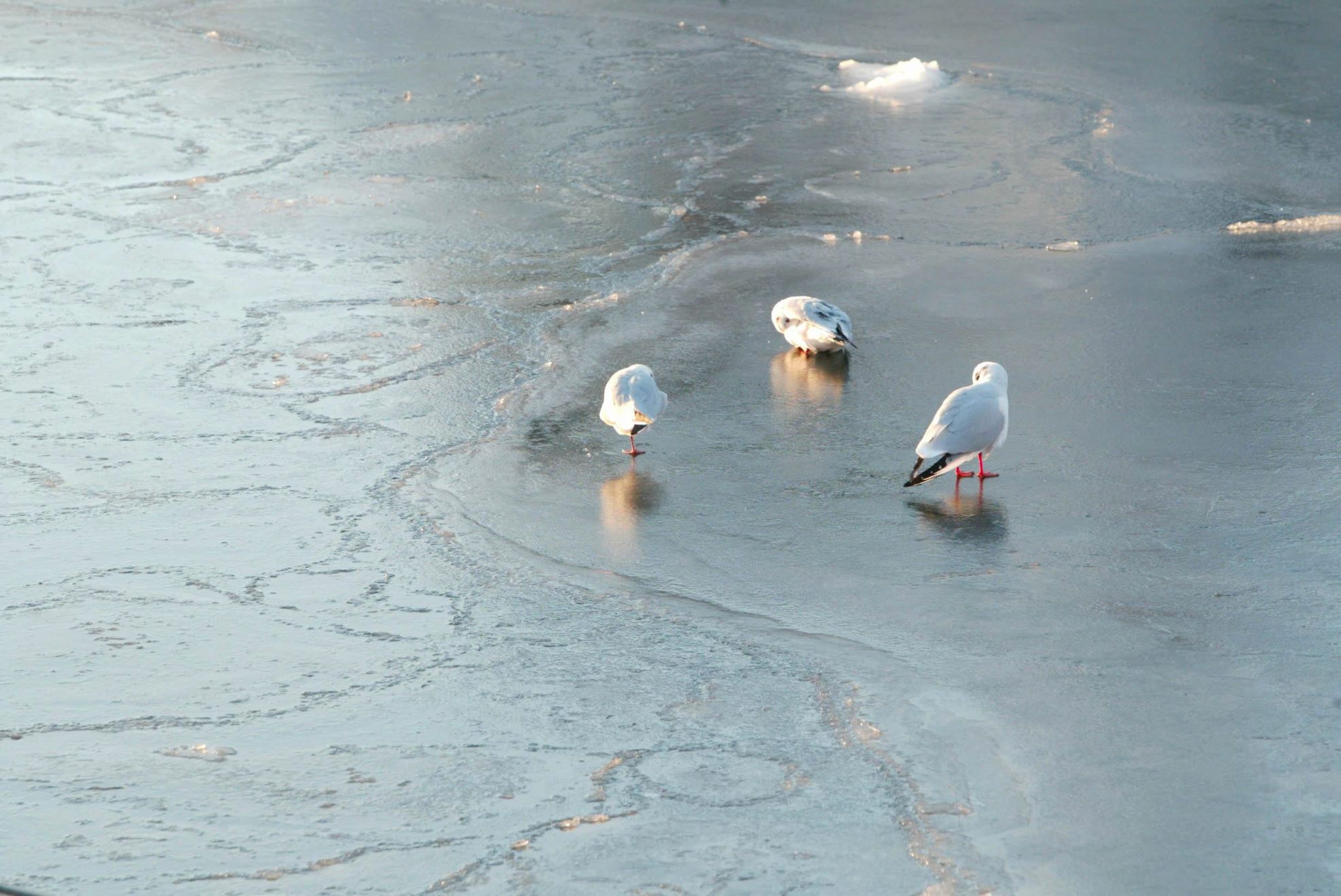 Tre kulderekorder slått på Helgeland og Namdalen&nbsp;<span>(+)</span>