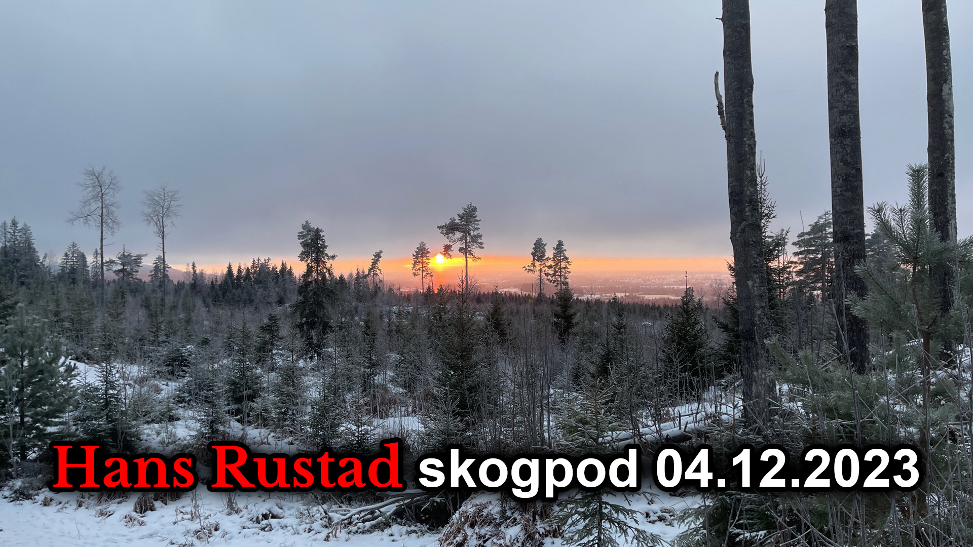 Skogpod 4. desember 2023&nbsp;<span>(+)</span>