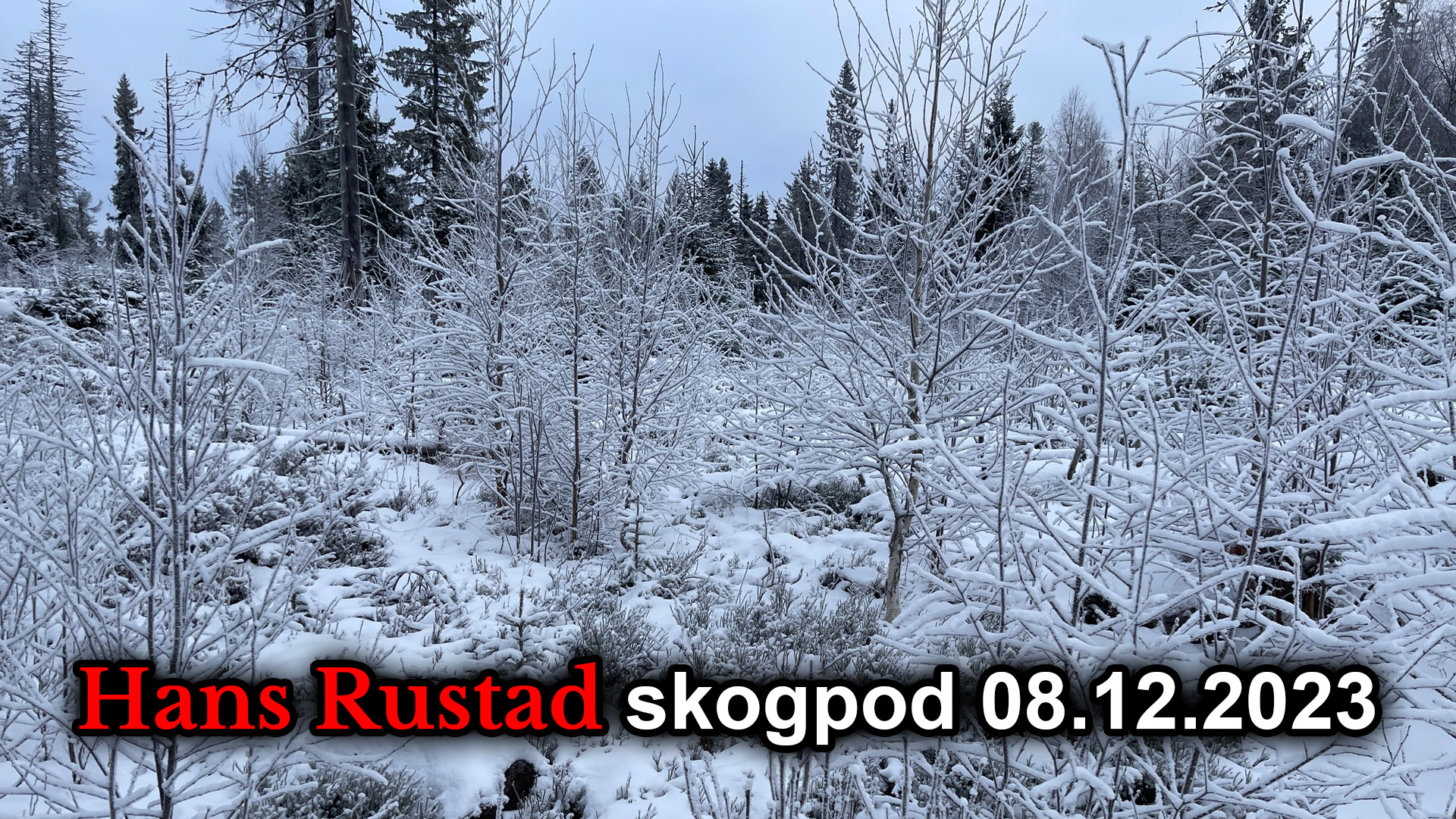 Skogpod 8. desember 2023&nbsp;<span>(+)</span>