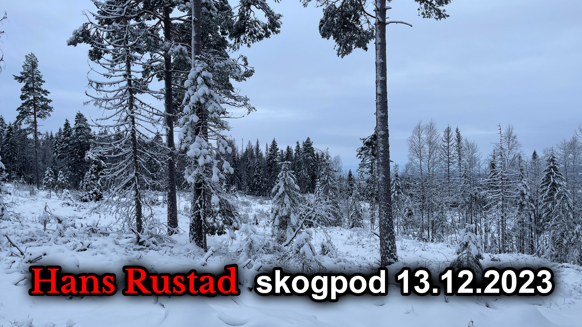 Skogpod 13. desember 2023&nbsp;<span>(+)</span>