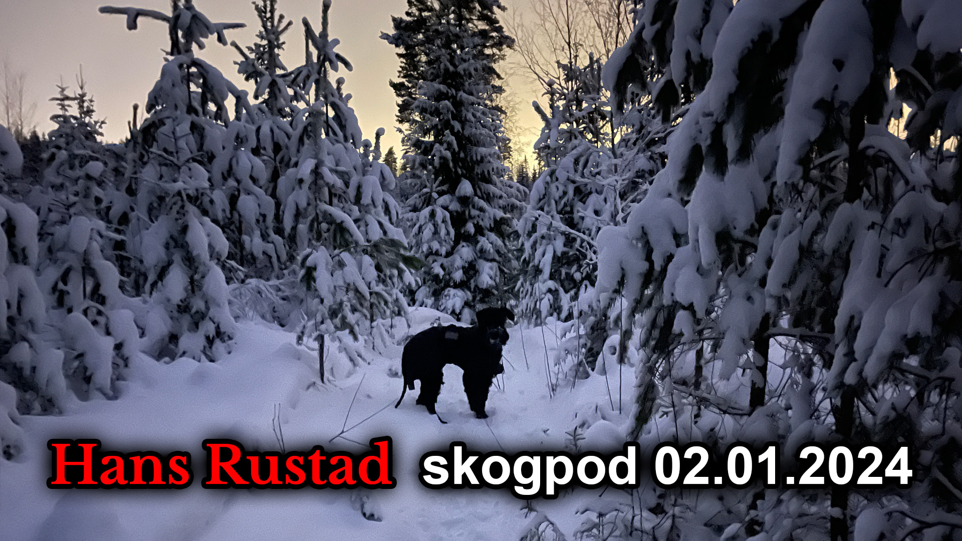 Skogpod 2. januar 2024&nbsp;<span>(+)</span>