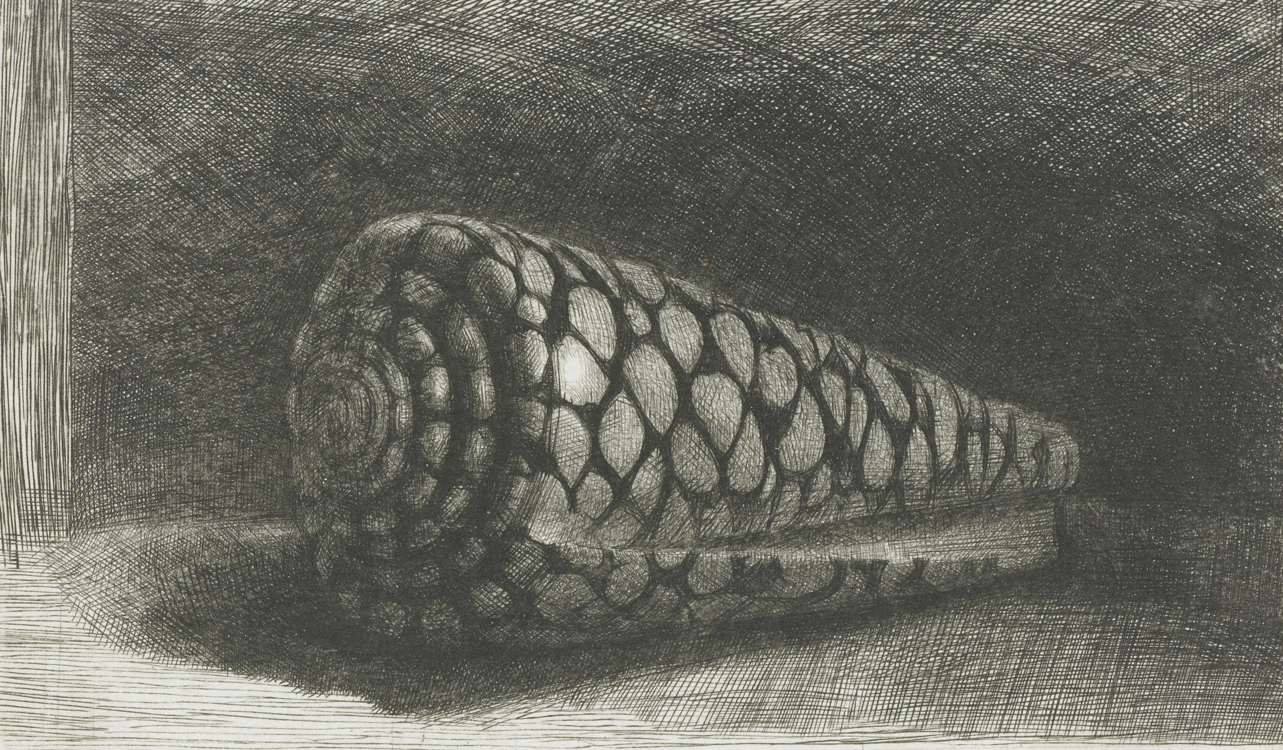 Conus marmoreus (1650).&nbsp;<span>(+)</span>
