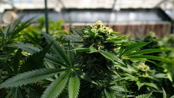 Tyskland legaliserer cannabis&nbsp;<span>(+)</span>