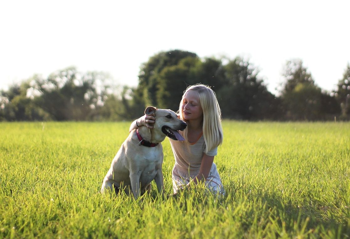 Hundeterroren i Malmö fortsetter&nbsp;<span>(+)</span>