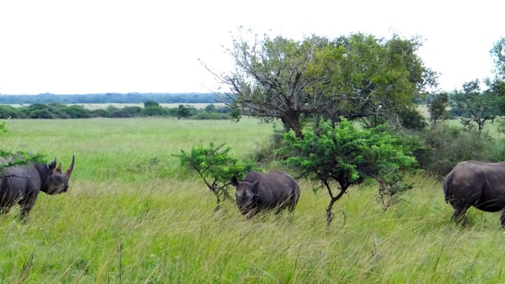 Skogplanting truer økosystemene på savanner i Afrika&nbsp;<span>(+)</span>