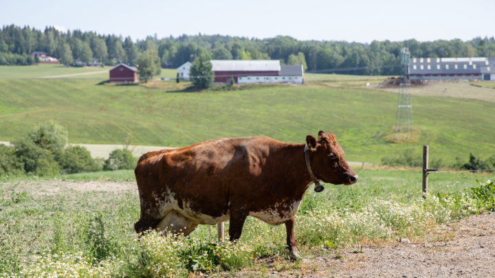 Hvem sin skyld er det at vi har dyr mat i Norge?&nbsp;<span>(+)</span>