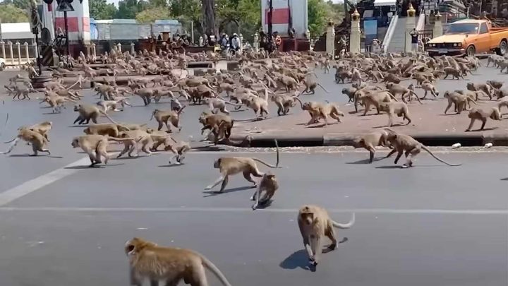 Apegjenger i eskalerende gatekrig i Thailand&nbsp;<span>(+)</span>