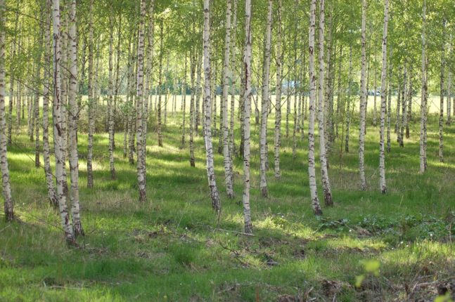 Sør-Sverige: Vandaler hugger ned nye trær for tredje gang på kort tid&nbsp;<span>(+)</span>