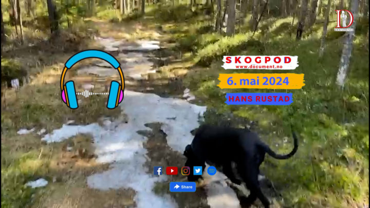 Skogpod 6. mai 2024