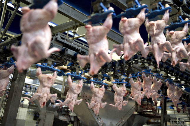 Representant for ytre-venstreparti i Danmark vil ha forbud mot hurtigvoksende kylling