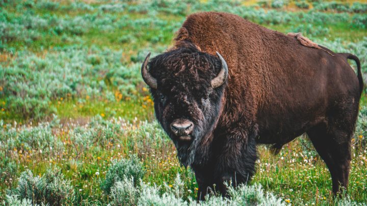 Løsning på «klimakrisen»: Bisonflokk lagrer karbon tilsvarende utslippet fra nær 2 millioner biler&nbsp;<span>(+)</span>