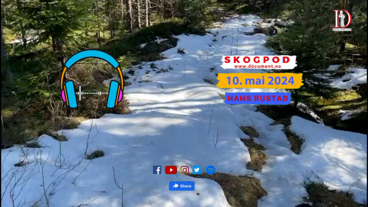 Skogpod 10.mai 2024