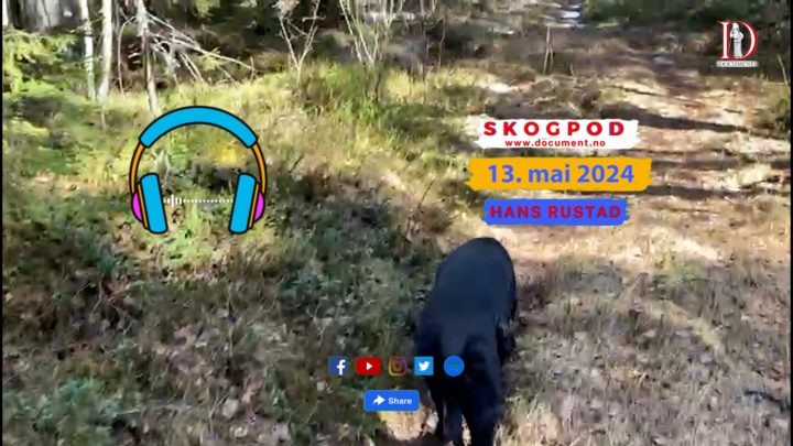 Skogpod 13. mai 2024