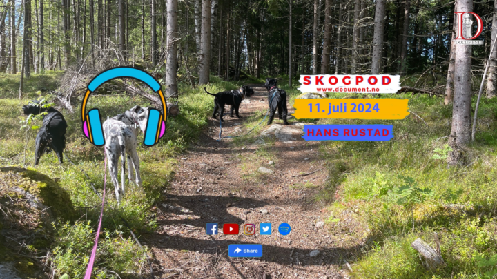 Skogpod 11. juli 2024