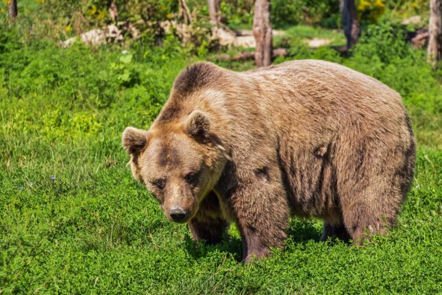 Romania går inn for felling av 500 bjørner etter angrep