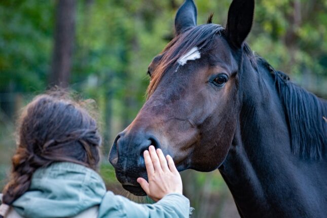 Sverige: Hester voldtatt med skarp gjenstand