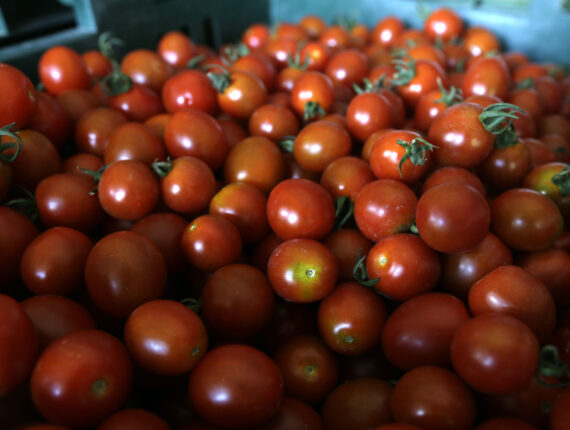 Pris på cherrytomater i EU-land er 8 kroner kiloen; hos Rema i Norge koster de 185