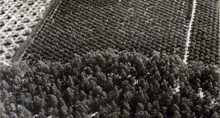 Myrområder omdannet til frukt-produserende land (1937-38).