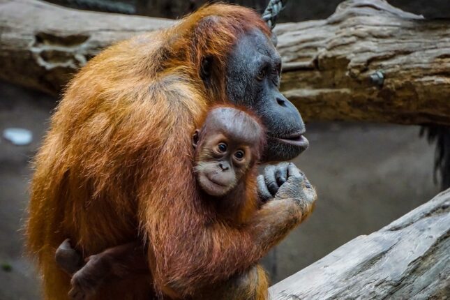 Attenborough om naturprogrammers betydning: – Verden ville sett mye verre ut uten dem