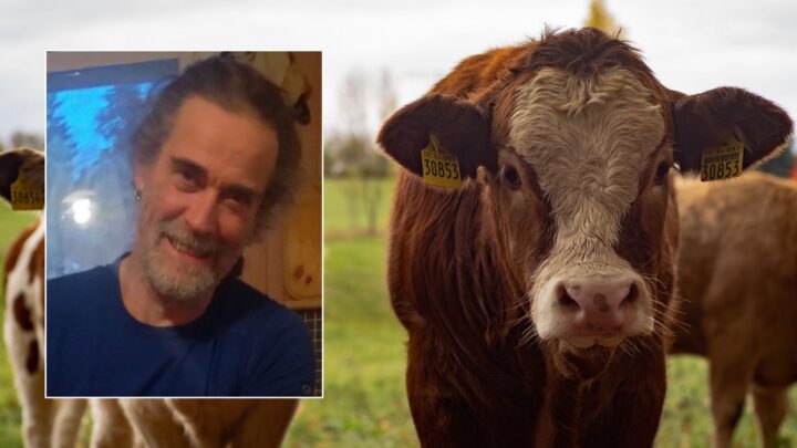 Økologisk bonde Øystein (55) ut mot kunstige metan&shy;hemmere: – Ikke bra hverken for kua eller mennesket