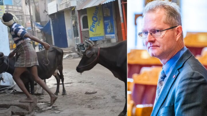 Refser klimahysteriet: – Hva med Indias 300 millioner kyr?