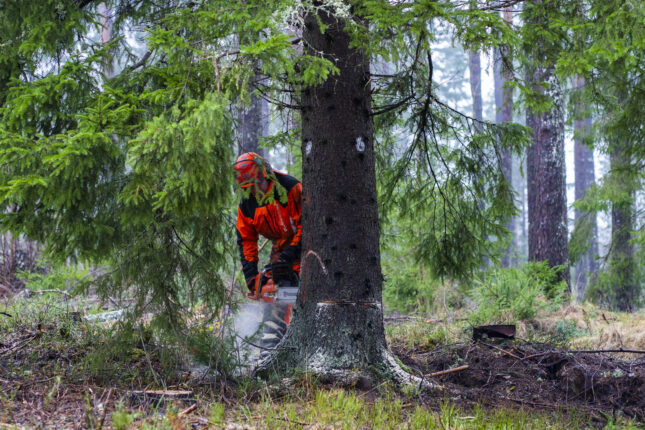 Norskog støtter opp om ambisiøse klimamål