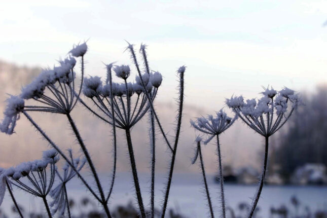 Rapport: Norge har mistet flere dager med frost de siste ti årene