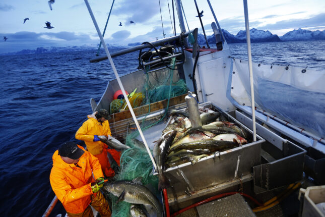 EU-parlamentet raser over fiskeri&shy;avtaler med Norge