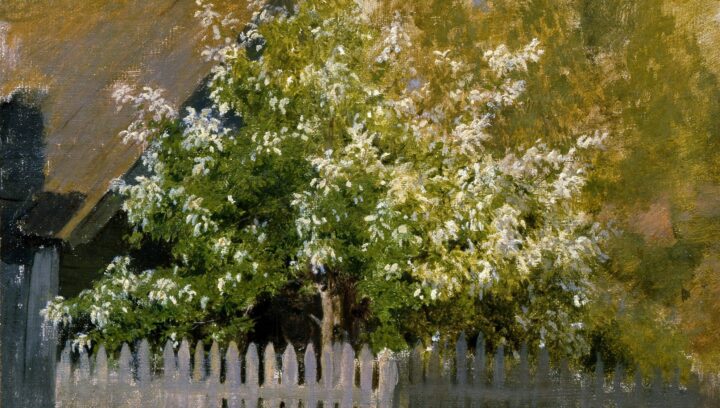 Fuglekirsebær - Prunus avium (1880).