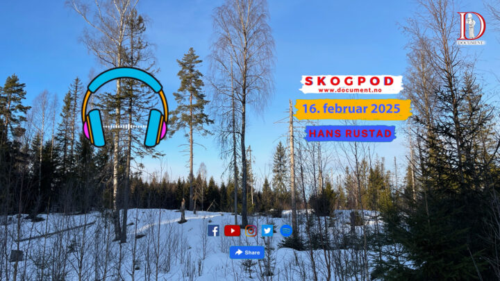 Skogpod  17. februar 2025