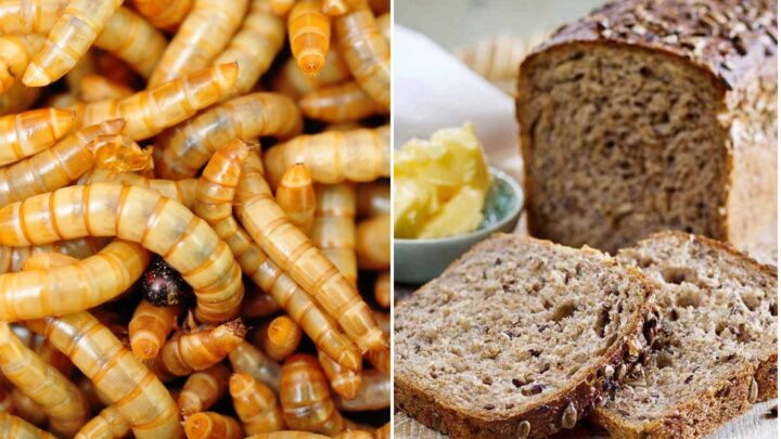 Larver til frokost? EU godkjenner gul melorm i brød, pasta og ost