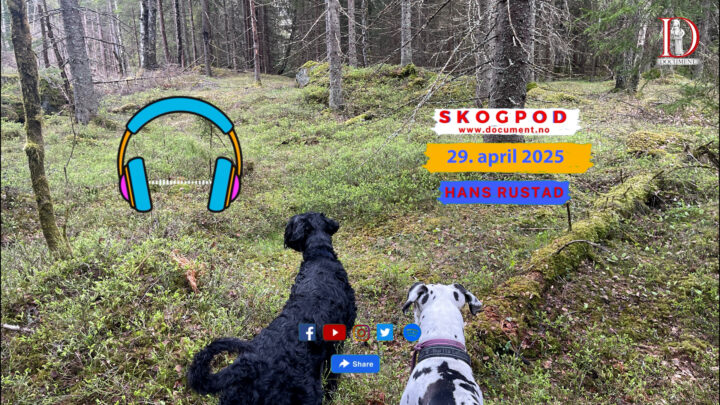 Skogpod 29. april 2025