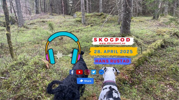 Skogpod 28. april 2025