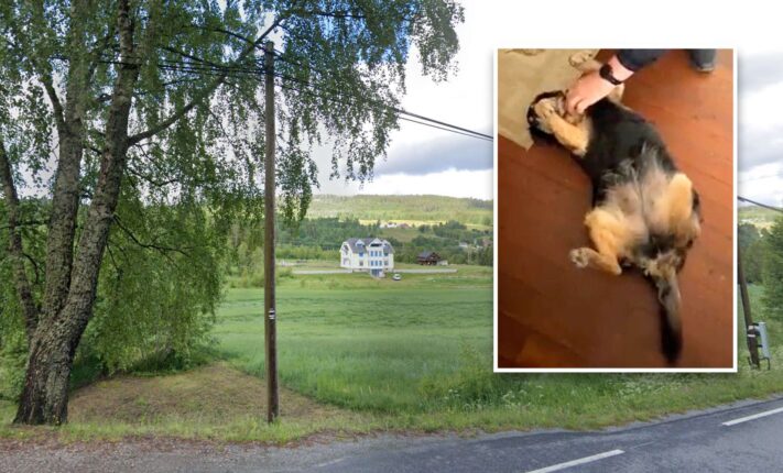 Eldre kvinne nektes hjemme&shy;hjelp hvis hunden er til stede