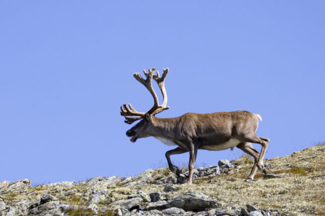 Forskere hevder at klima&shy;endringer påvirker helsen til norske villdyr