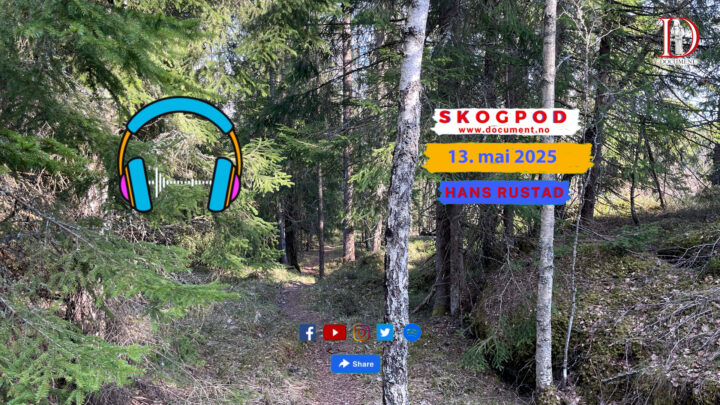 Skogpod 13. mai 2025