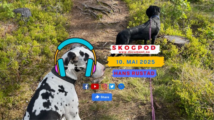 Skogpod 10. mai 2025