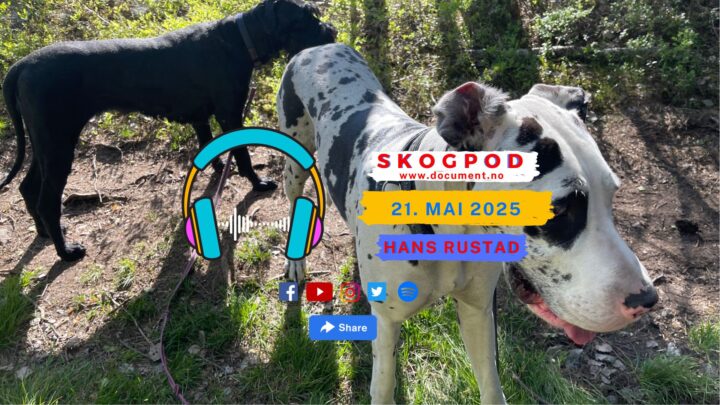 Skogpod 21. mai 2025