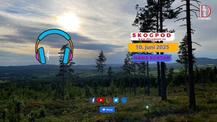 Skogpod 10. juni 2025